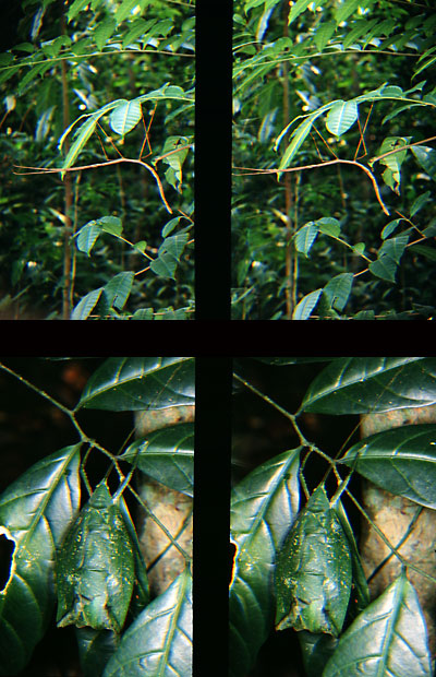 カムフラージュ（立体写真館13）