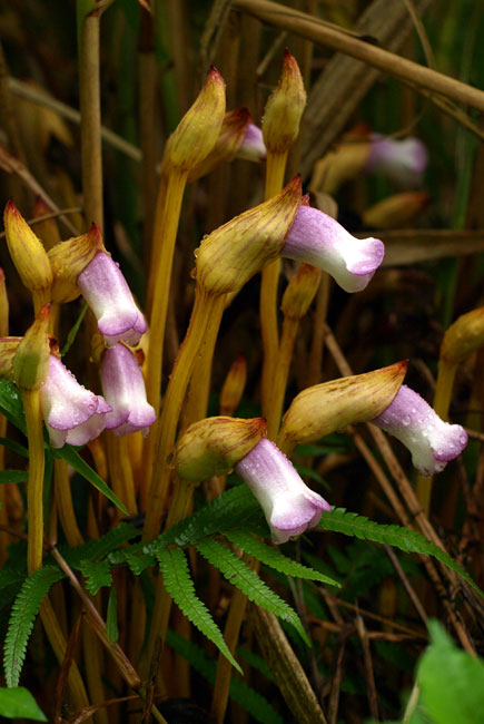 ナンバンギセル