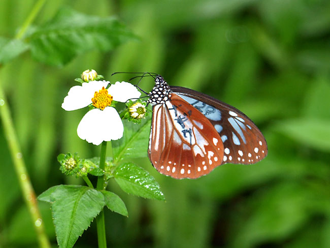 マークのついたアサギマダラ