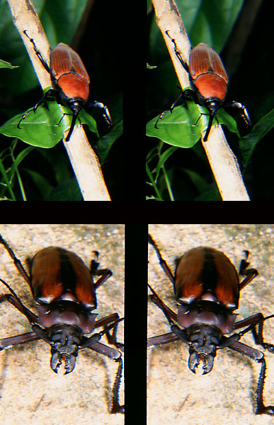 ゾウムシとカミキリ（立体写真館14）