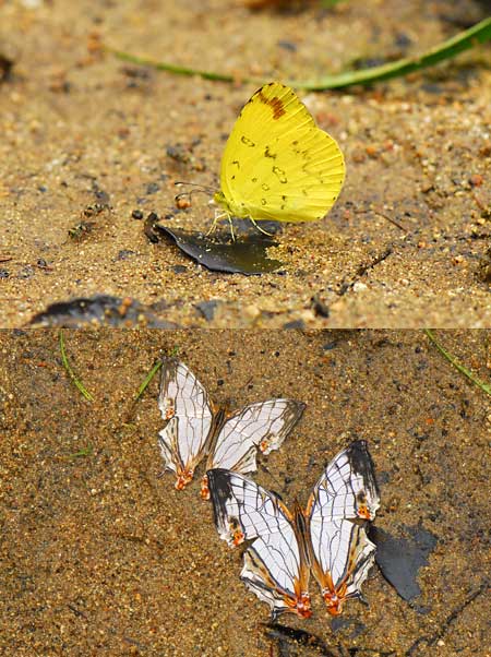 イシガケチョウとタイワンキチョウ