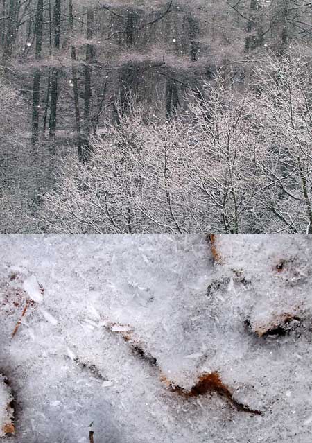 雪と霧氷