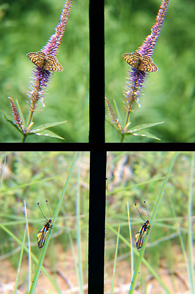 キバネツノトンボ、コヒョウモンモドキ（立体写真館15）