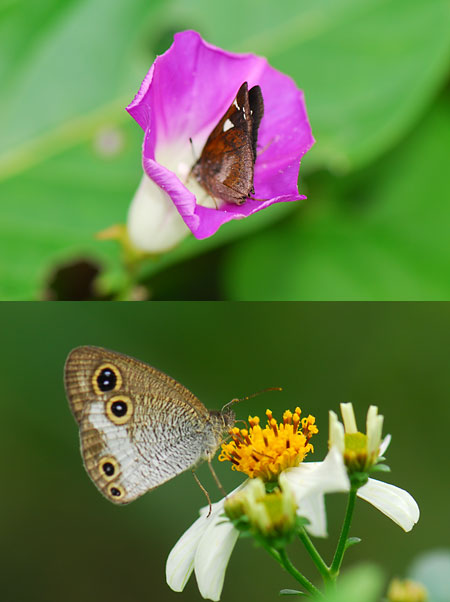 マサキウラナミジャノメとクロセセリ