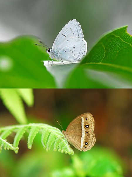 リュウキュウヒメジャノメとヤクシマルリシジミ