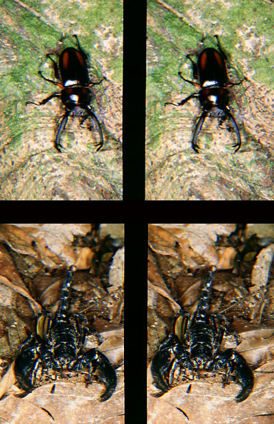 サソリ（立体写真館16）