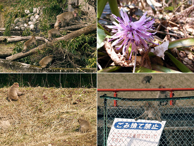 ショウジョウバカマ、ニホンザル