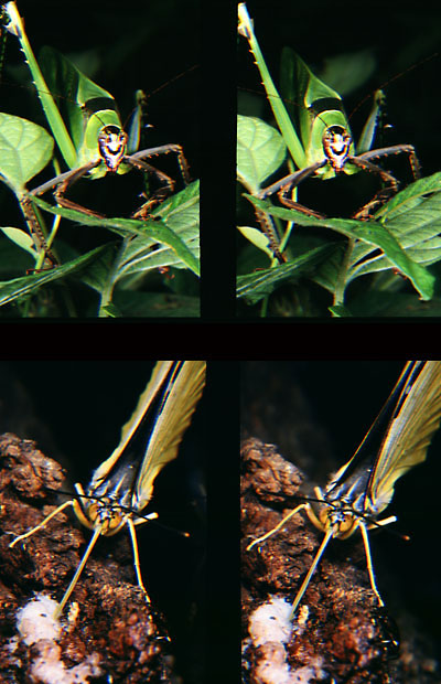 虫の顔（立体写真館17）