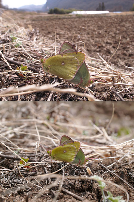 モンキチョウの交尾