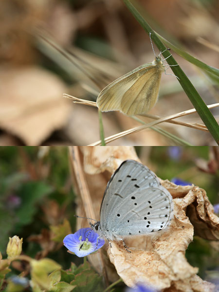 ヒメシロチョウとルリシジミ