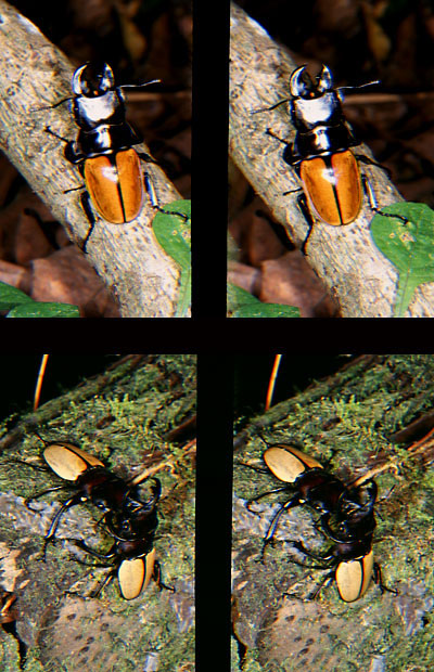 クギヌキクワガタ（立体写真館18）