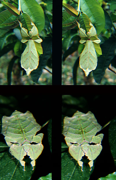 コノハムシ（立体写真館19）