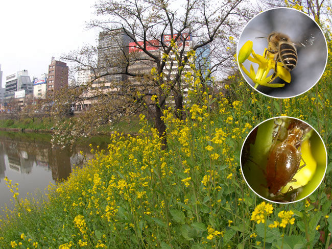 外濠のナノハナ