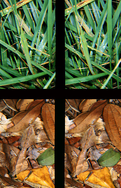 ショウリョウバッタ（立体写真館21）