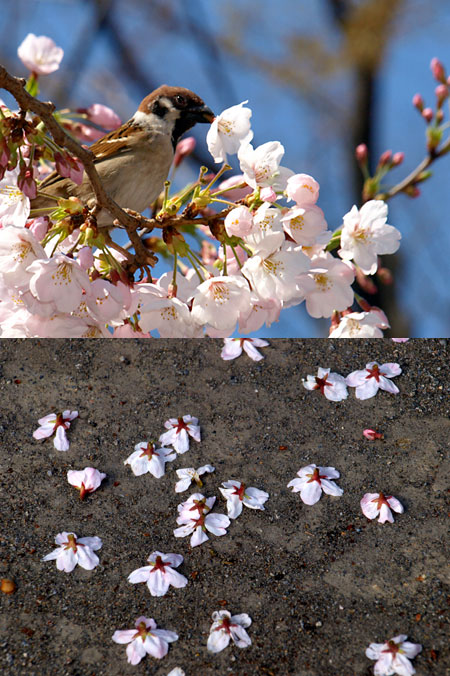 サクラの花を落としたのは誰