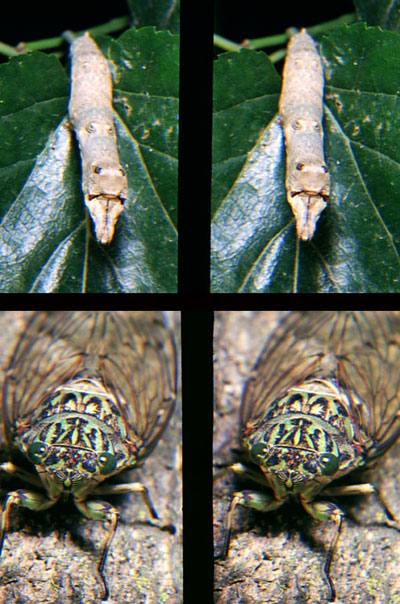 クワゴ（立体写真館23）