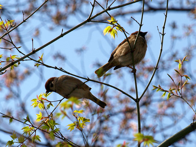 カエデの新芽を食べるスズメ