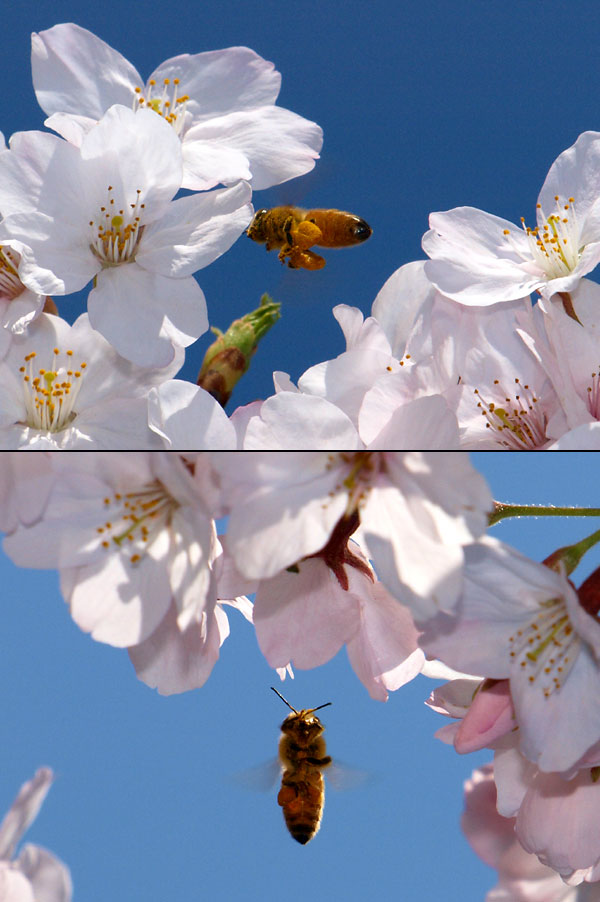 サクラとミツバチ