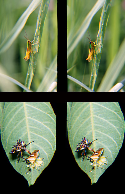 ナキイナゴ（立体写真館24）