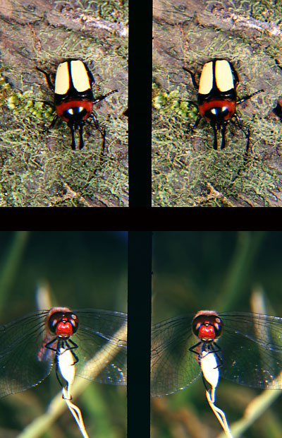 マレーホソツノコガネ（立体写真館25）