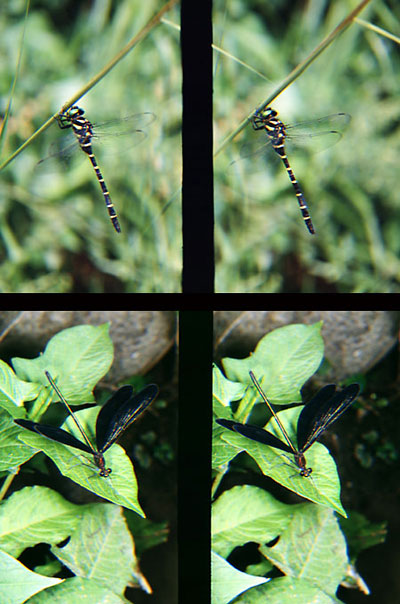 オニヤンマ（立体写真館26）