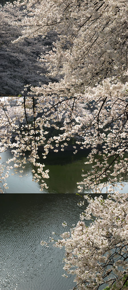 千鳥ヶ淵のサクラ