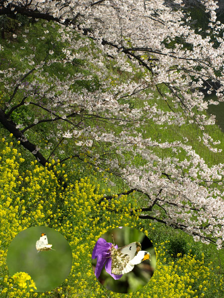東京のツマキチョウ