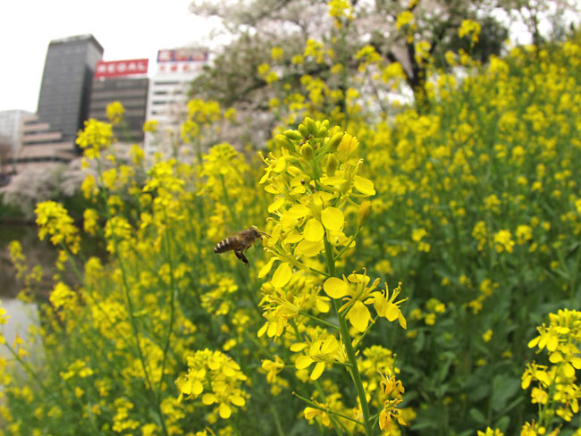 外濠のニホンミツバチ