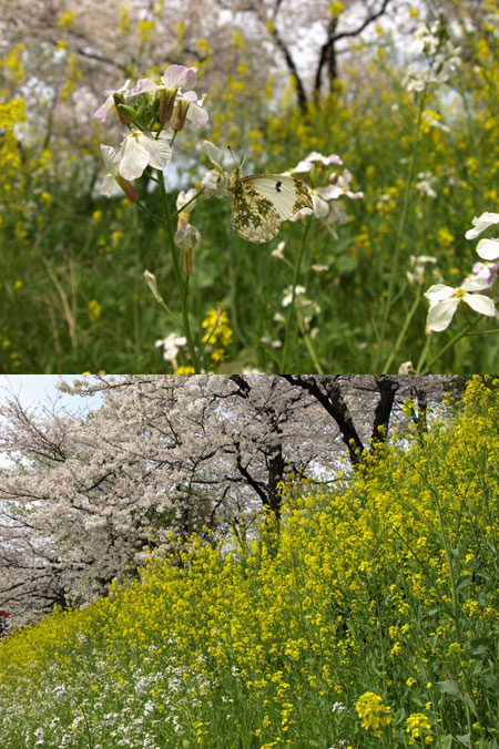 外濠のツマキチョウ