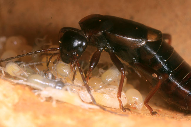 子を守るハサミムシ