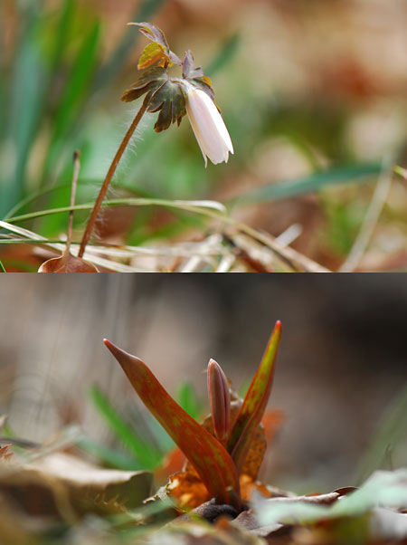 カタクリとアズマイチゲ