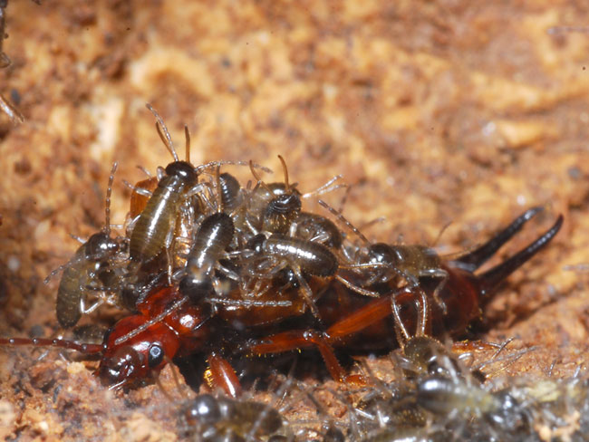 ハサミムシの母親