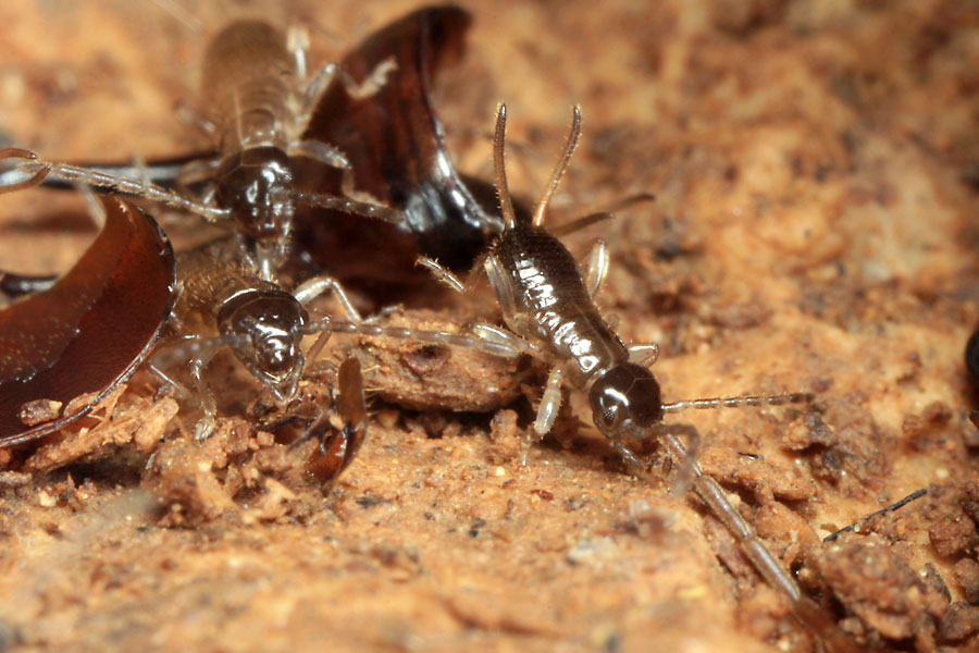 ハサミムシの子供