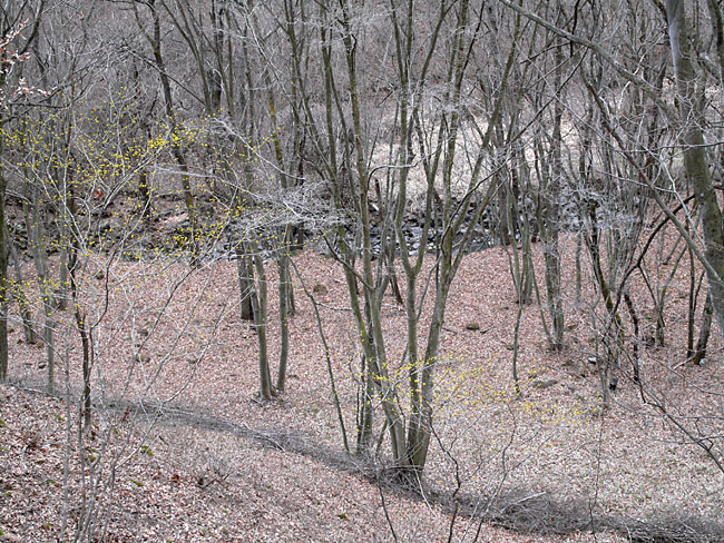 早春の林