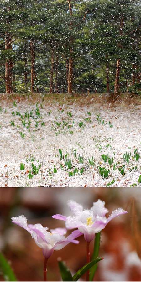 春の雪