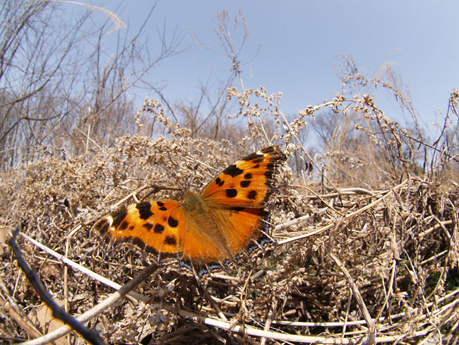 ヒオドシチョウ