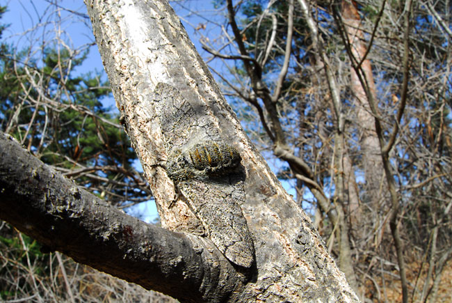 虫のかくれんぼ（トビモンオオエダシャク）