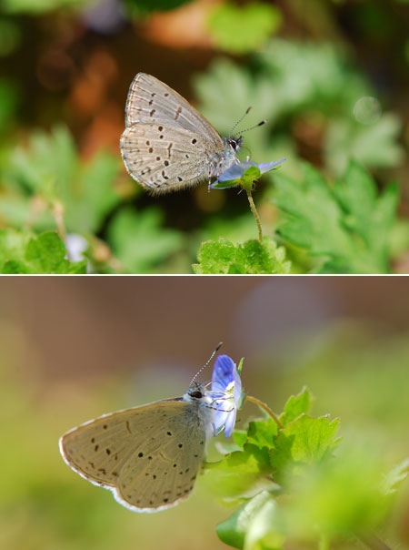 スギタニルリシジミとルリシジミ