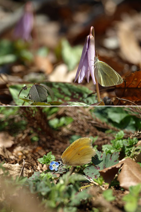 スジボソヤマキチョウ