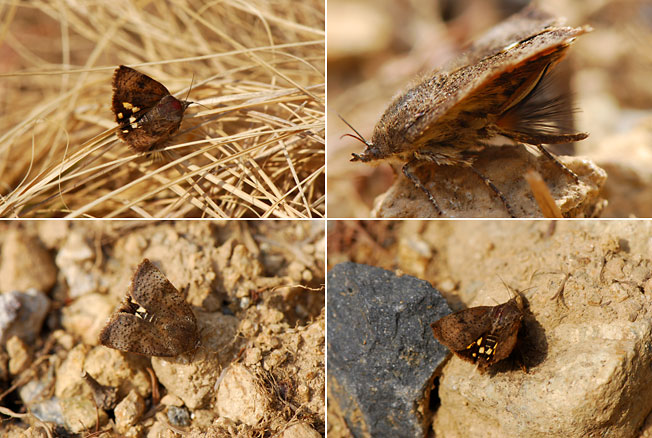 ニホンセセリモドキ