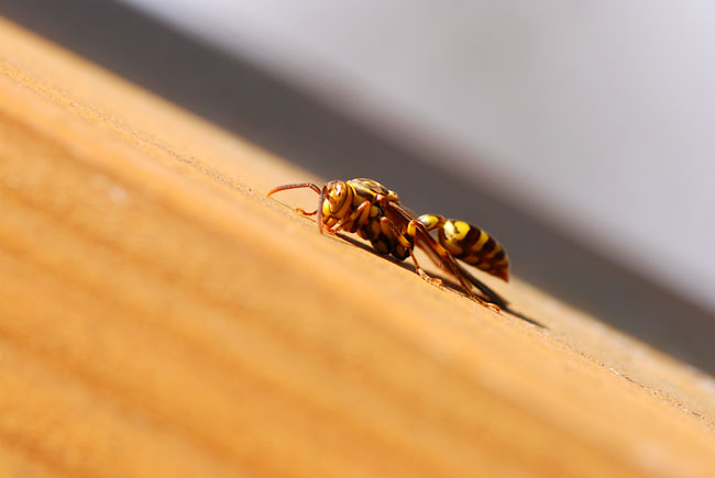 ホソアシナガバチ