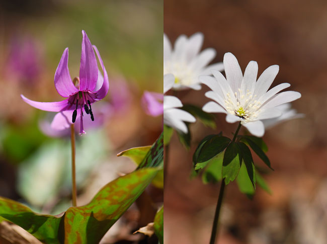 カタクリとイチゲ