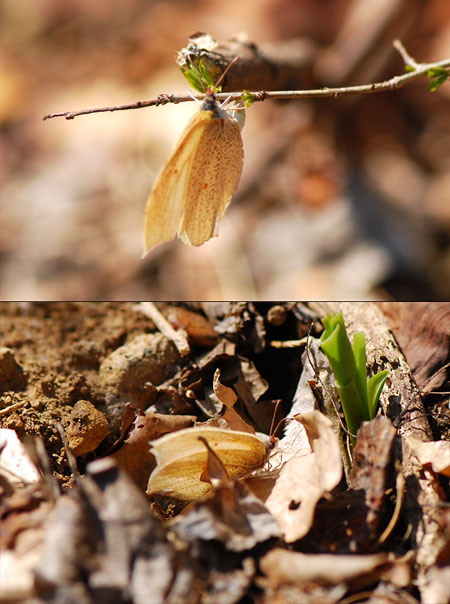 スジボソヤマキチョウの産卵