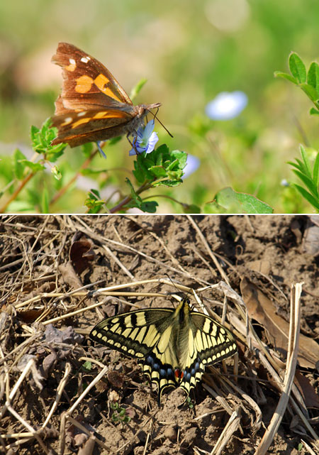 キアゲハとテングチョウ