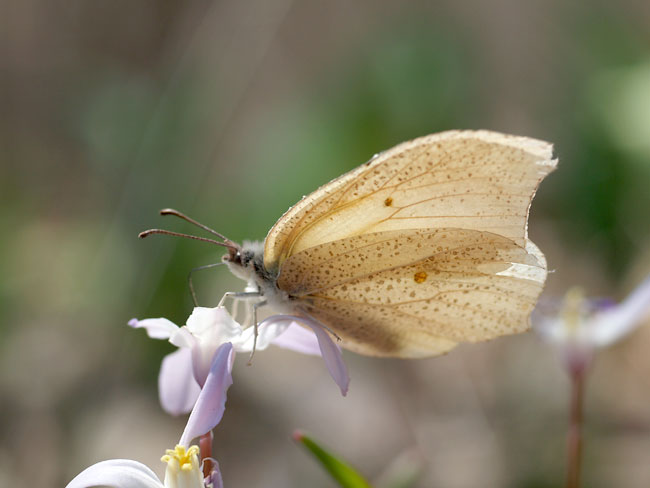 庭のスジボソヤマキチョウ(マクロエルマリット)