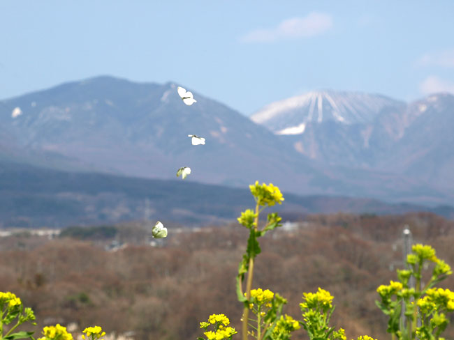ナノハナ畑のモンシロチョウ