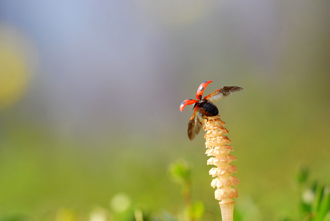 ツクシとナナホシテントウ