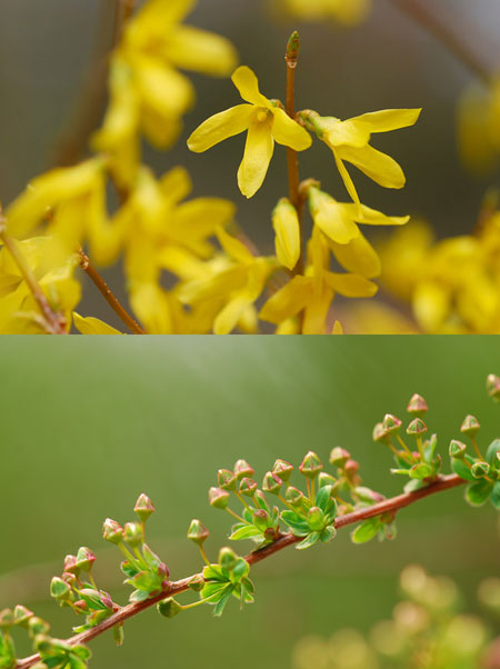 庭のレンギョウとユキヤナギ