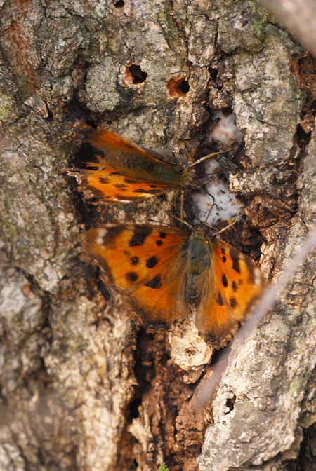 樹液に集まるヒオドシチョウ