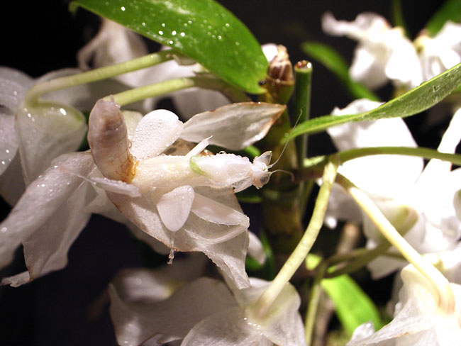 夢中館のハナカマキリ